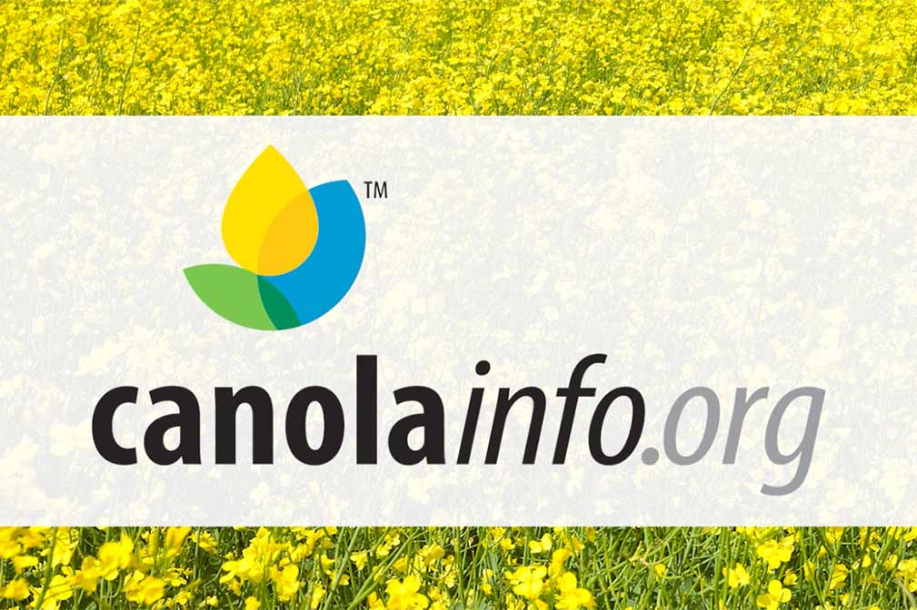 Video destacado de canola